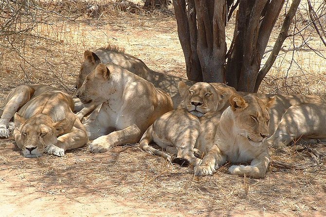 2 Days Ruaha National park - Your park stay in Ruaha bandas: sleep inside the wildlife rhythm