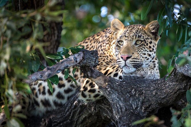 2 Days Ruaha National park - Service style that makes the difference: private attention