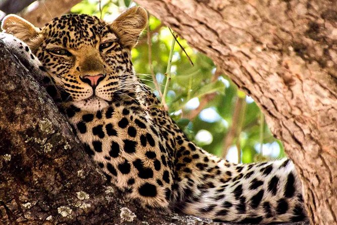 2 Days Ruaha National park - Practical safari tips for Ruaha (so you get more from the day)