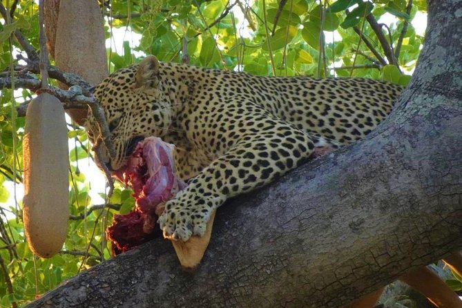 2 Days Ruaha National park - Morning pickup from Iringa: the start time that matters
