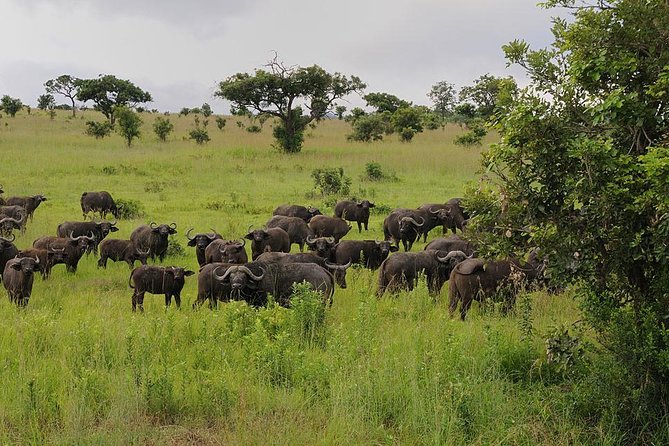 2 Days Saadani National Park From Zanzibar - Key takeaways before you go