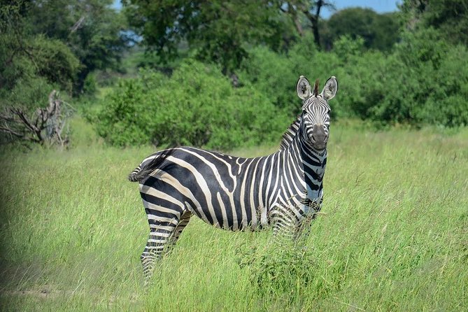 2 Days Saadani National Park From Zanzibar - From Zanzibar City to Saadani: what makes this 2-day safari special