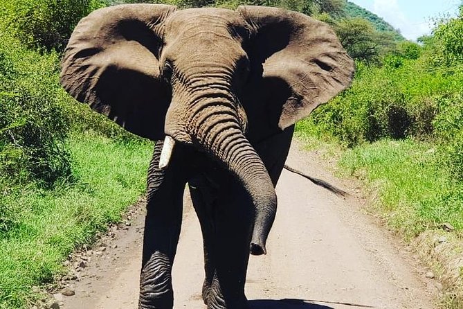 2 Days Saadani National Park From Zanzibar - Lodging and meals: the comfort part you should not ignore