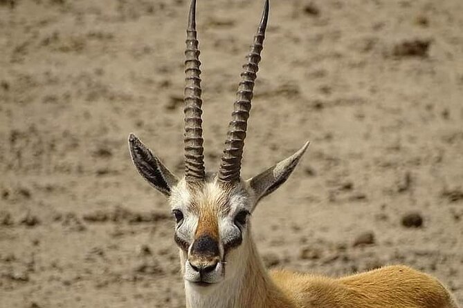 2 Days Saadani National Park From Zanzibar - Animal spotting reality check: what you can plan for