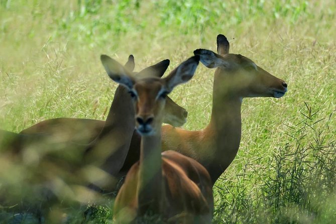 2 Days Saadani National Park From Zanzibar - Best fit: who will enjoy Saadani the most