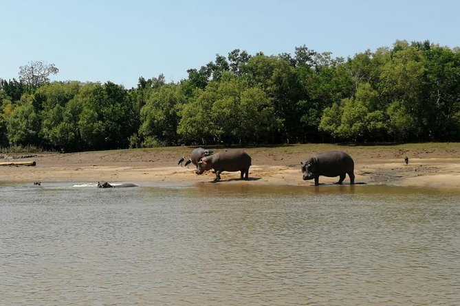 2 Days Saadani National Park From Zanzibar - Day 2: early breakfast, hippos and birds, then fly back around 15:45