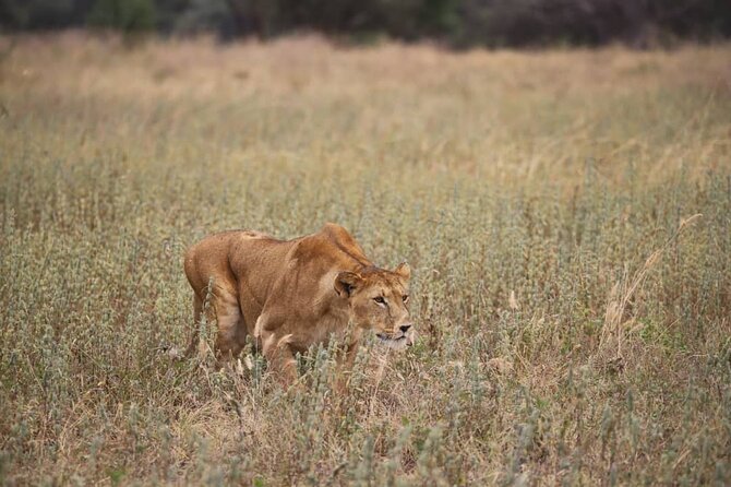 2 Days Safari in Tarangire and Ngorongoro Crater - Entering Tarangire National Park, Elephant Playground style