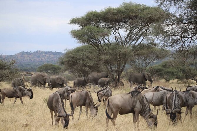 2 Days Safari in Tarangire and Ngorongoro Crater - The Tarangire game drive rhythm, plus why a picnic matters