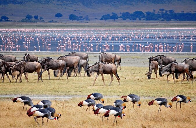 2 Days Safari through Tarangire NP and Lake Manyara NP - Key Highlights You’ll Care About