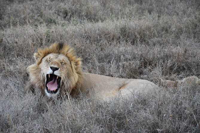 2 Days Safari through Tarangire NP and Lake Manyara NP - Price and Value: What $1,200 Per Person Really Buys