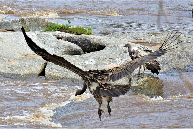 2 Days Safari through Tarangire NP and Lake Manyara NP - Who This Safari Is Best For