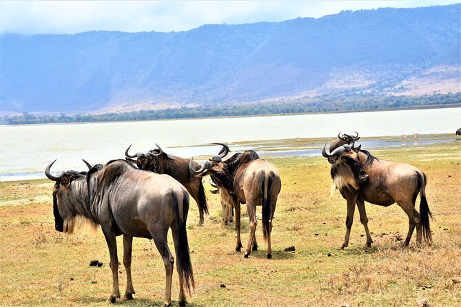 2 Days Safari through Tarangire NP and Lake Manyara NP - Tarangire National Park: A Full Day Built for Big Sightings