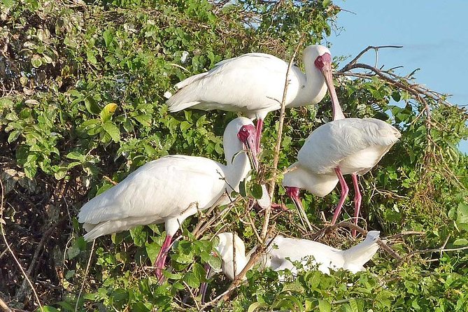2 Days Selous Game Reserve Safari from Zanzibar or Dar es salaam - Day 2: the Lake Manze boat safari that brings you close