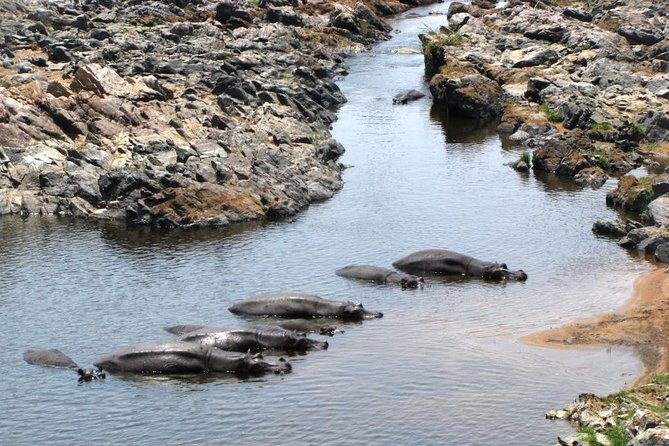 2 Days Selous Game Reserve Safari from Zanzibar or Dar es salaam - Who this Selous safari is best for