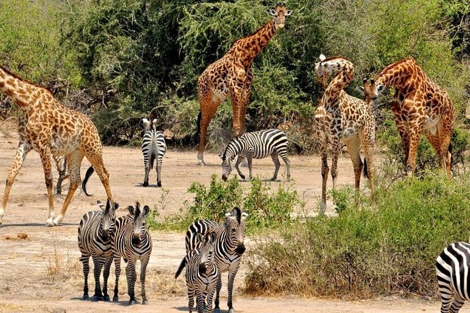 2 Days Selous Game Reserve Safari from Zanzibar or Dar es salaam - Overnight lodge: comfort happens, but food can vary