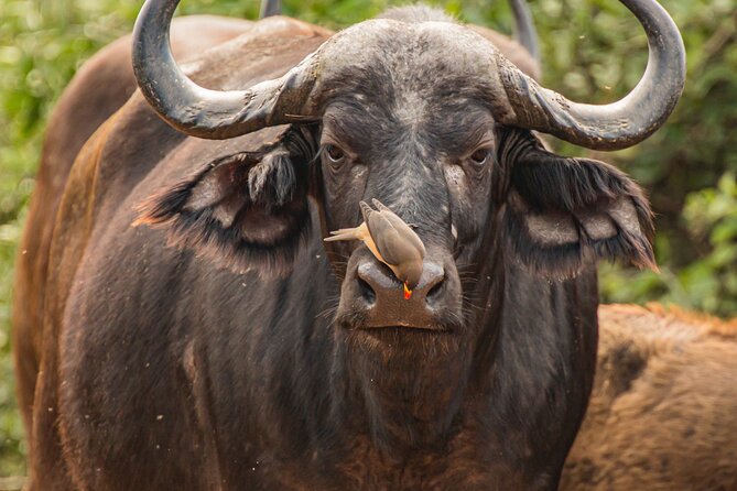 2 Days Tanzania Midrange Group Join Safari - Key things that make this safari worth your time