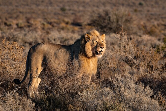 2 Days Tanzania Midrange Group Join Safari - Tarangire National Park: where the river powers the game drive