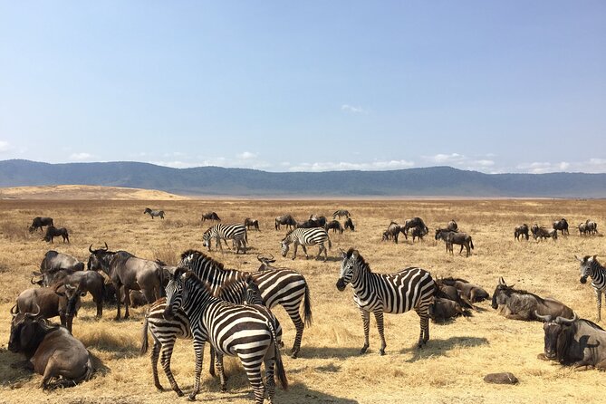 2 Days Tanzania Midrange Group Join Safari - Weather and wildlife reality: plan for “conditions matter”