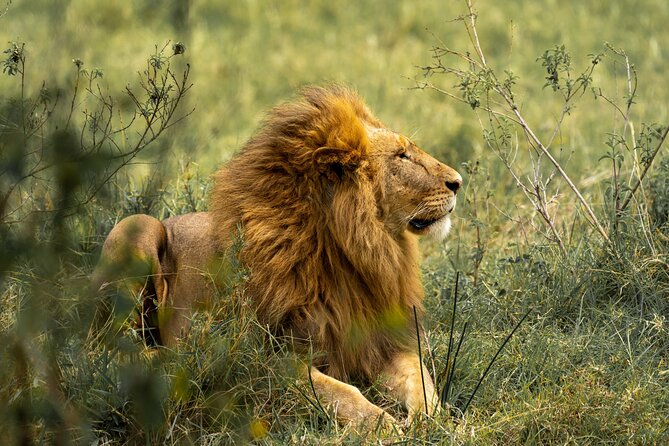 2 Days Tanzania Midrange Group Join Safari - Ngorongoro Crater day two: UNESCO wildlife on the crater floor