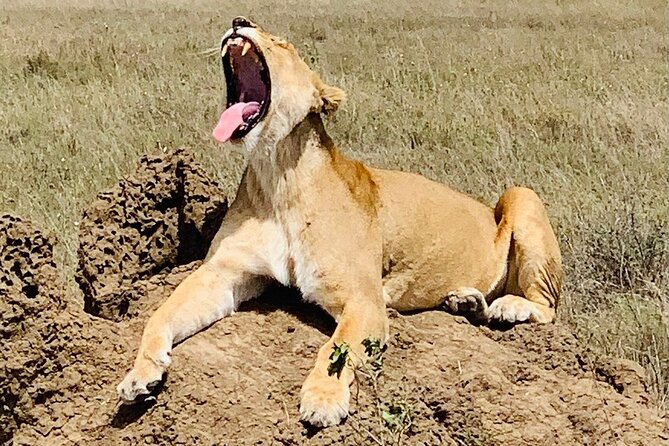 2- Days Tanzania Private (Budget) Safari - Ngorongoro Crater: The 600m Descent and the Predator Density Factor