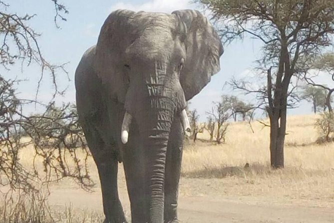 2 Days Tanzania Safari - Lake Manyara and Tarangire National Park - Lunch, Then Game Viewing: Why the Second Half of Day 1 Works