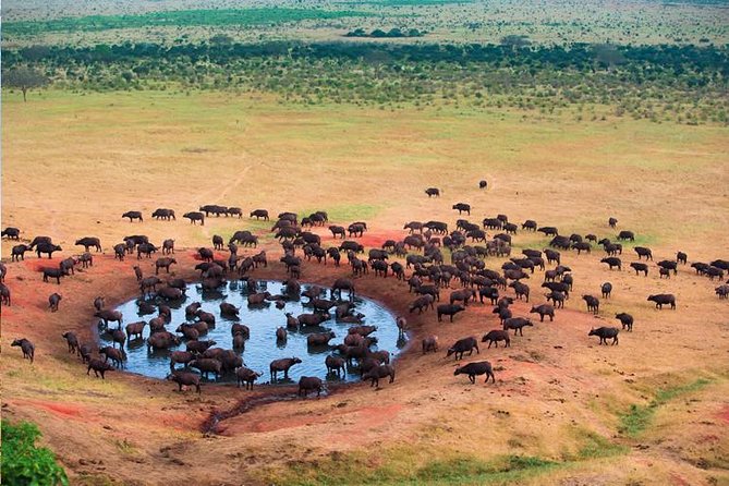 2 Days Tanzania Safari - Lake Manyara and Tarangire National Park - Lake Manyara Wildlife: Lions in Trees and Flamingos in Flocks
