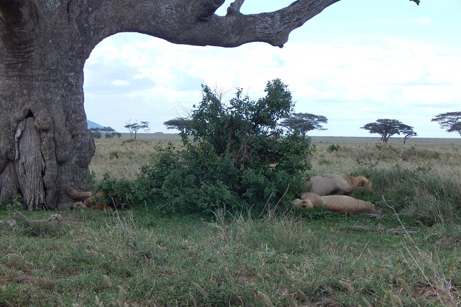 2 Days Tarangire and Ngorongoro Crater Tour - Karatu Overnight: A Rest Stop That Actually Helps