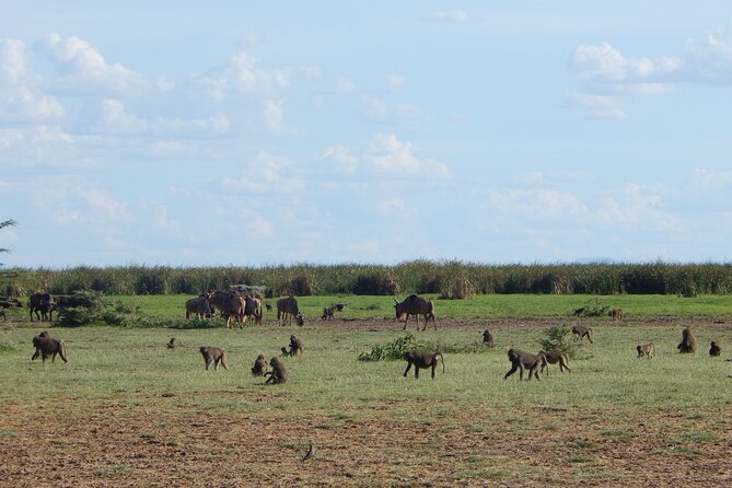 2 Days Tarangire and Ngorongoro Crater Tour - Ngorongoro Crater: What to Expect When You Drop Into the Bowl