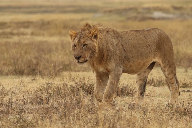 2 Days Tarangire and Ngorongoro Group Camping Safari - Wildlife odds for a tight schedule: how to get the most sightings