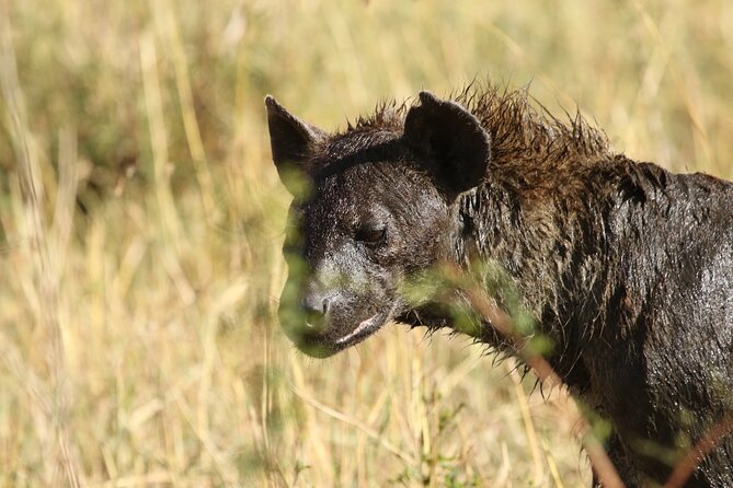 2 Days Tarangire and Ngorongoro Group Camping Safari - Who should book this Tarangire and Ngorongoro camping safari?
