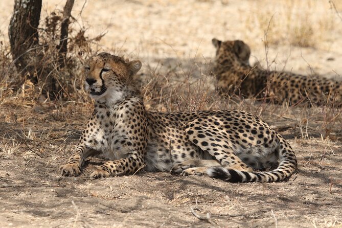 2 Days Tarangire and Ngorongoro Group Camping Safari - FAQ