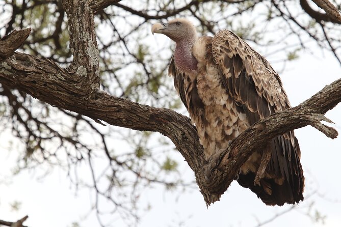 2 Days Tarangire and Ngorongoro Group Camping Safari - Day 2 Ngorongoro Crater: a 600-meter descent into dense wildlife