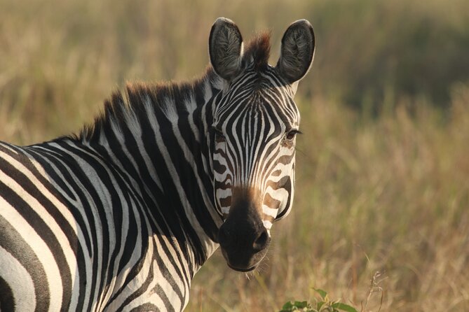 2 Days Tarangire and Ngorongoro Mid-Range Group Safari - Key Things You Should Know Before You Go