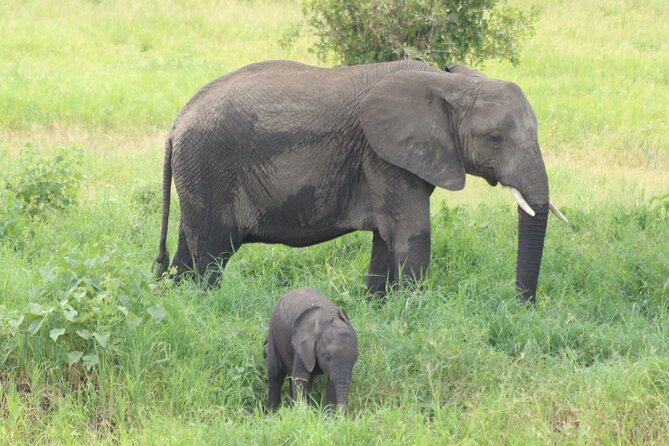 2 Days Tarangire and Ngorongoro Mid-Range Group Safari - Small-Group Pace: What 2 Days Really Feels Like