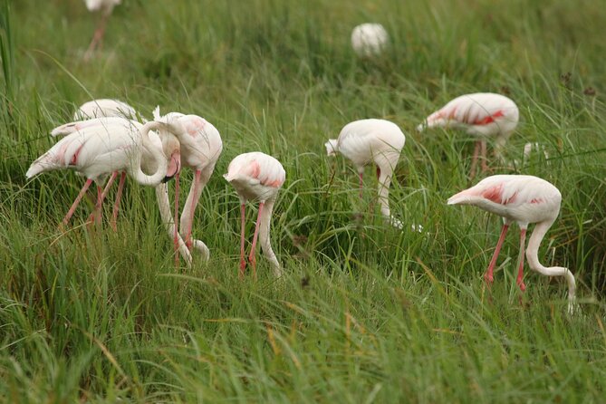 2 Days Tarangire and Ngorongoro Mid-Range Group Safari - Day 1 Tarangire: Elephants, Baobabs, and Picnic Lunch Timing