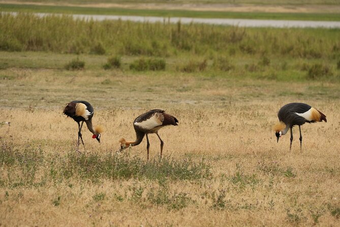 2 Days Tarangire and Ngorongoro Mid-Range Group Safari - Wildlife Expectations: How Guides Improve Your Odds