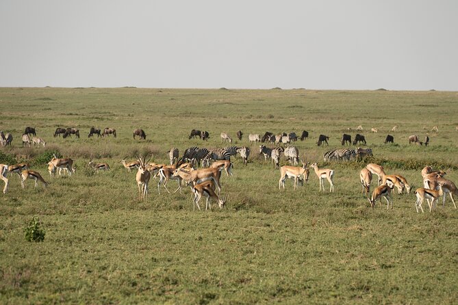 2 Days Tarangire and Ngorongoro Mid-Range Group Safari - Arusha Pickup and English Guidance That Actually Helps