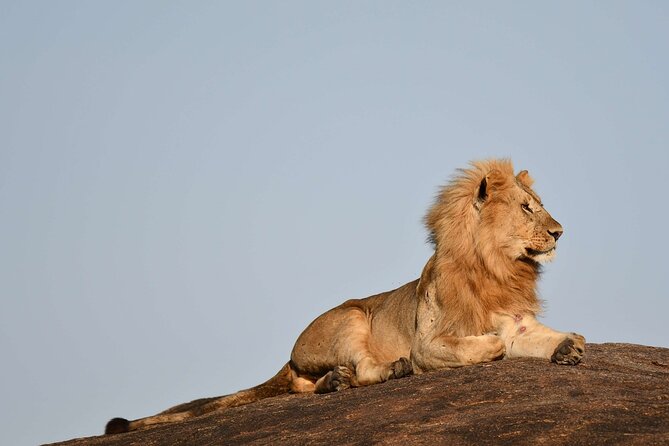 2 Days Tarangire and Ngorongoro Safari from Zanzibar - Guides and group size: why your day depends on people