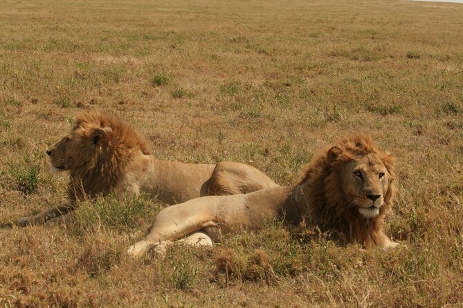 2 Days Tarangire and Ngorongoro Safari from Zanzibar - FAQ
