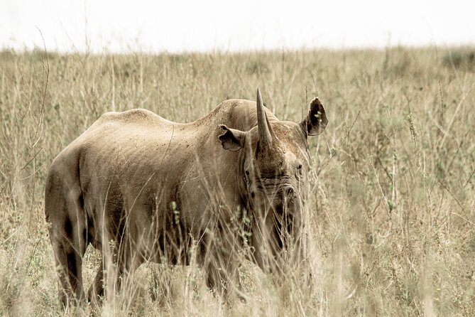 2 Days Tarangire and Ngorongoro Safari Tour in Tanzania - Should You Book This Tarangire and Ngorongoro Safari?