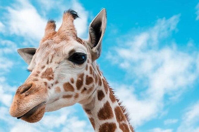 2 days Tarangire and Ngorongoro short safari - Guide quality and private safari value: what you are really buying