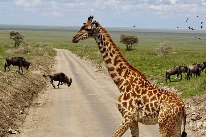 2 days Tarangire and Ngorongoro short safari - Accommodation and meals: full board is the hidden comfort
