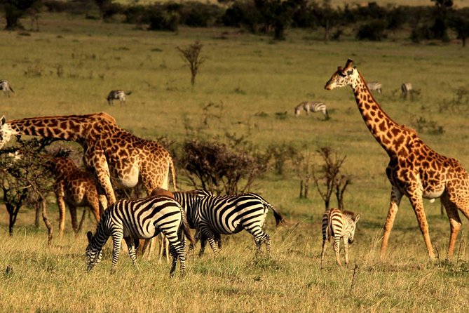 2 Days Tarangire & Ngorongoro Budget Safari Tour Tanzania - Ngorongoro Crater day: Big Five odds in a short time