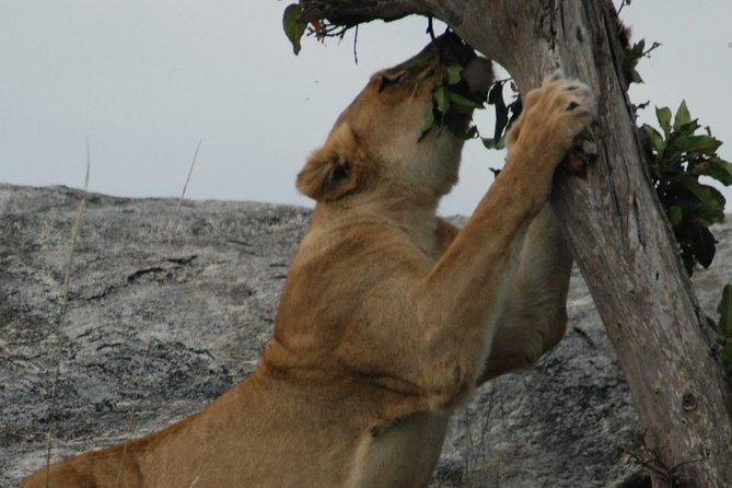 2 Days Tarangire & Ngorongoro Budget Safari Tour Tanzania - Logistics that affect your comfort: jeep, meals, and real group size