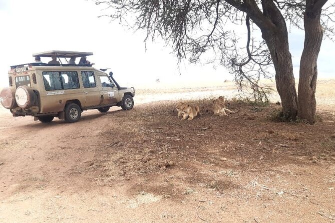 2 Days Tarangire & Ngorongoro Budget Safari Tour Tanzania - Tips to get more from Tarangire and Ngorongoro in only 2 days