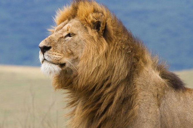 2 Days Tarangire & Ngorongoro Budget Safari Tour Tanzania - Who should book this Tarangire and Ngorongoro budget safari?