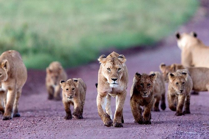 2 Days Tarangire & Ngorongoro Budget Safari Tour Tanzania - Tarangire National Park: baobabs, elephants, and birds with big energy