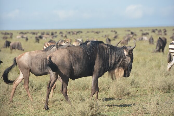 2 Days Tour From Zanzibar to Nyerere National Park (Selous GR) - Guides and Driver Service That Keep the Day Feeling Under Control