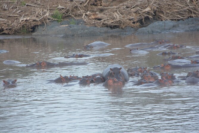 2 Days Tour From Zanzibar to Nyerere National Park (Selous GR) - What to Expect on the Ground, From Walks to Boats