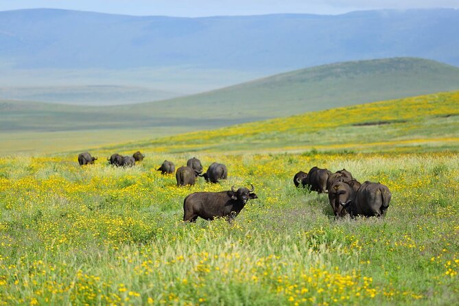 2 days Tour Tarangire & Ngorongoro - Why this 2-day Arusha safari mix works for most schedules